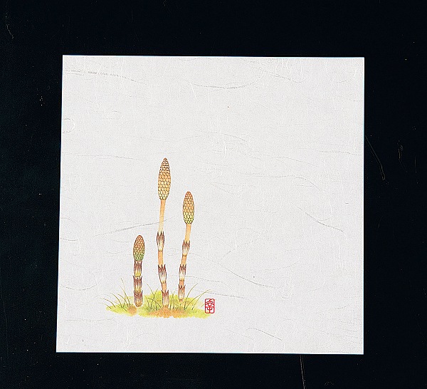 ƥå(artec)  ˥塼͵ Ĥ 15cm 1å(100) NS-5(QKIH701)
