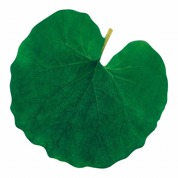 ޥ(Yamaco) ȴꥢ դ 1å(200) 65365(QKL1802)