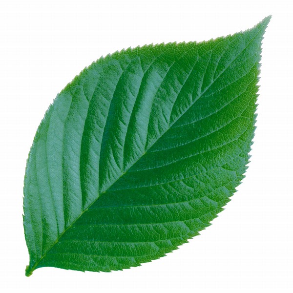 ޥ(Yamaco) ȴꥢ ߥˡڤ 1å(200) 65782(QKL1901)