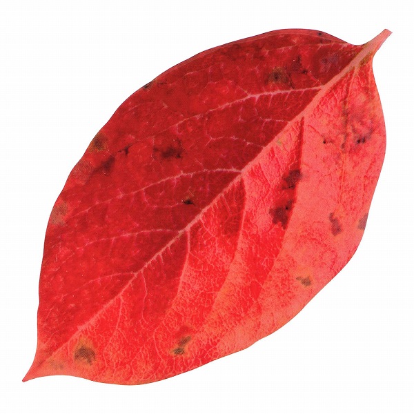 ޥ(Yamaco) ȴꥢ ߥˡ 1å(200) 65786(QKL2301)
