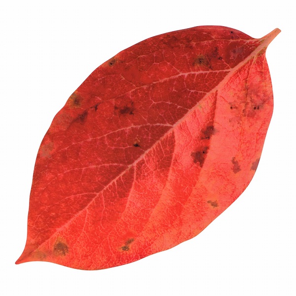 ޥ(Yamaco) ȴꥢ  1å(200) 65369(QKL2302)