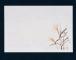 ޥ(Mine) ͵   26.539cm 1å(100) M30-214(QSV33)