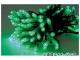 ȥ饤 LEDߥ͡ п NSBG1-100-100P/2(8186554)